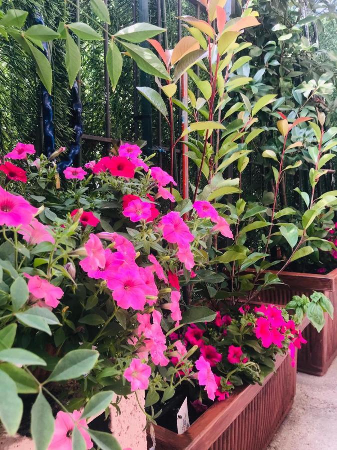 דסנזאנו דל גארדה Oasi Di Paradiso - Comfy Private Apartment On Ground Floor With Terrace מראה חיצוני תמונה